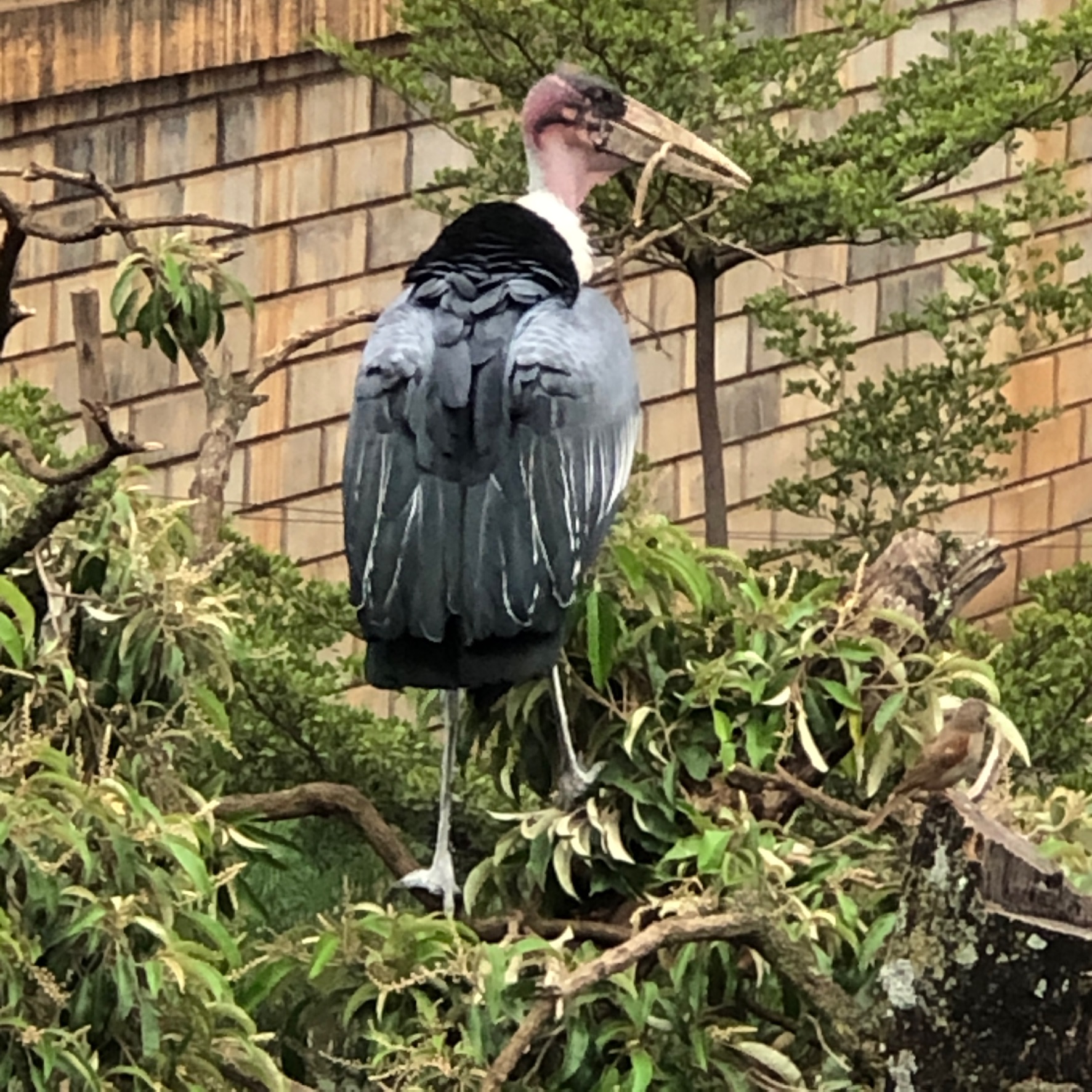 Gripping the stick from the branch, gazing at his surroundings......Sikiladi 