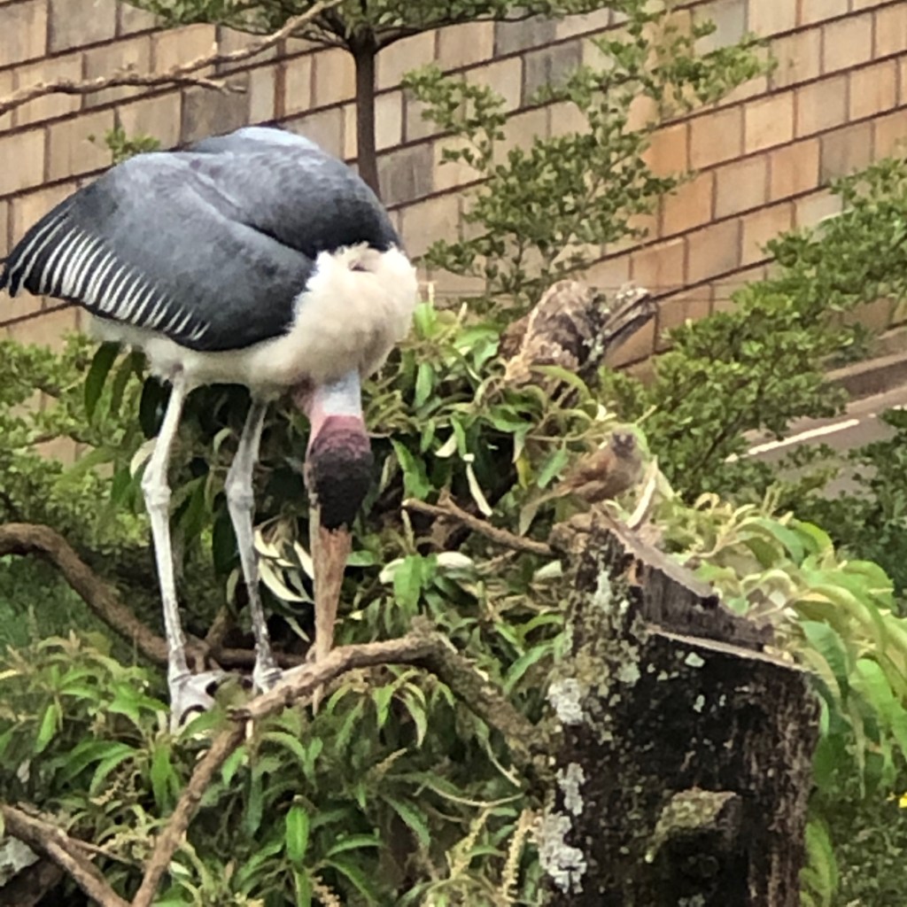 Searching through the tree, perhaps he finds something of his choice.....Sikiladi 
